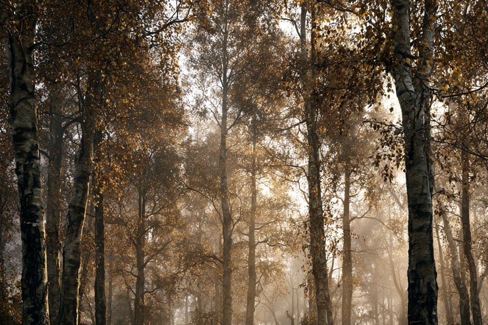 Nebliger Wald im Bergland – Sinnbild für den Teutoburger Wald der Externsteine