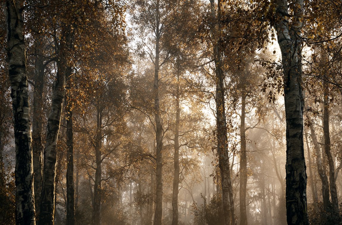 Herbstlicher Birkenwald – Sinnbild für die Märchenwelt der Brüder Grimm