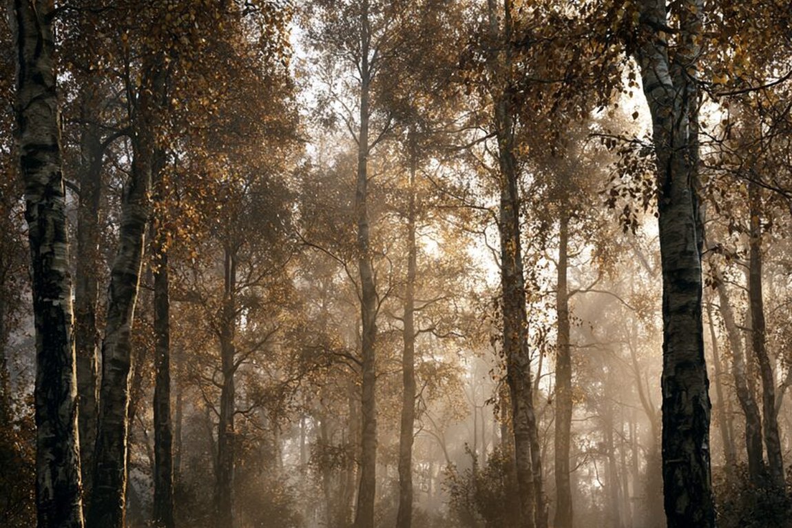 Ein dunkler, uralter Hain im Nebel