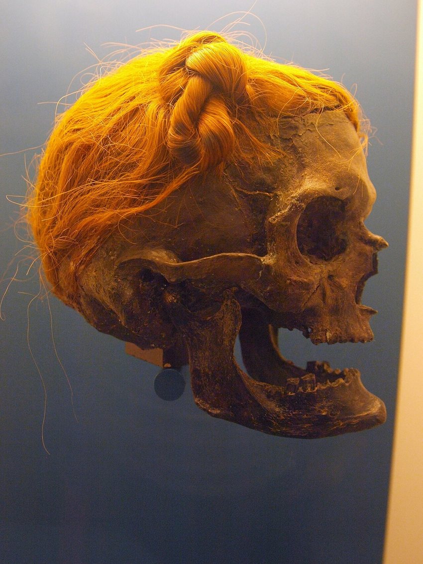 Kopf des Mann von Osterby mit Suebenknoten